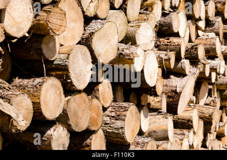 Forstwirtschaft Holz protokolliert Exmoor Devon Stockfoto