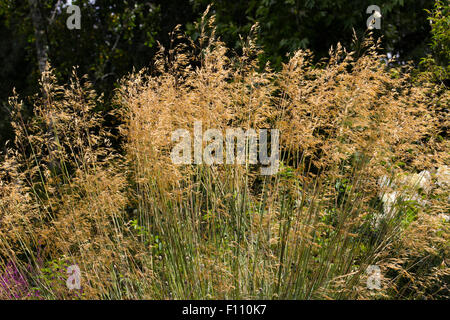 Goldene Samenköpfe ornamentalen blühenden Gras, Stipa gigantea Stockfoto