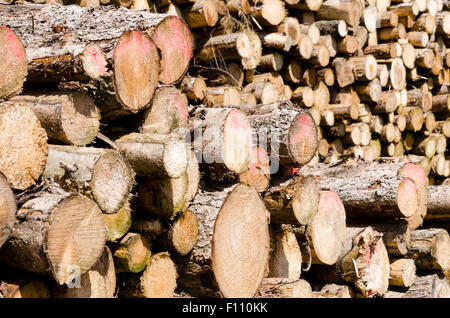 Forstwirtschaft Holz protokolliert Exmoor Devon Stockfoto