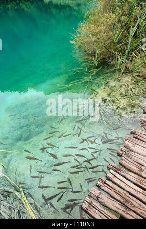 Fische im klaren Wasser der Plitvicer Seen, Kroatien Stockfoto