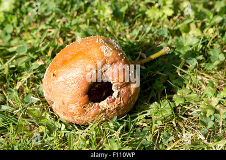 Faule roter Apfel auf dem Boden liegend Stockfoto