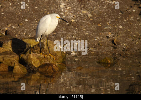 A Snowy Egret perched on oceanside rocks. Stockfoto