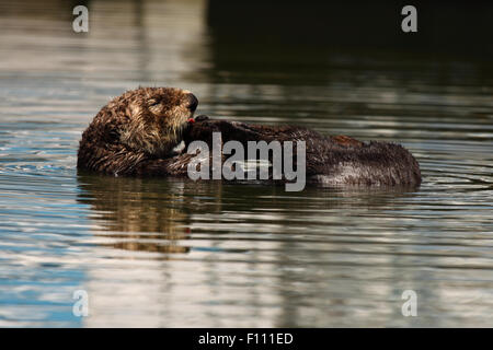 Ein Sea Otter mit seiner Zunge um seine Zehen zu reinigen. Stockfoto