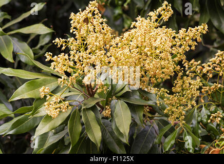 Litschibaum (Litchi Chinensis) in voller Blüte Stockfoto