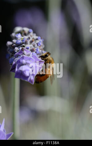 Honigbiene ernährt sich von Pollen der Lavendelblüte Stockfoto