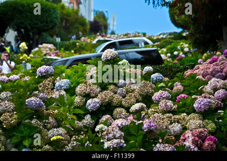Lombard Street fahren. Stockfoto