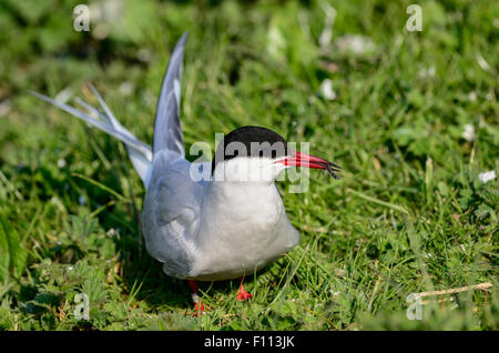 Tern, Vogel, Arktis, gemeinsamen, Natur, Tierwelt, Tier, Sterna, weiß, Paradisaea, Flügel, Schnabel, rot, Fliege, blau, Seevögel, Meer, Auge, w Stockfoto