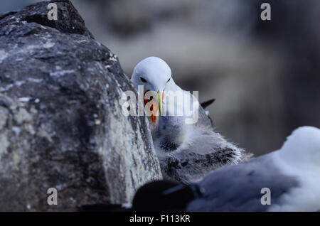 Dreizehenmöwe, Vogel, Natur, Möwe, Tier, schwarz-legged, Fauna, Natur-, Inseln, Seevogel, Ornithologie, Nest, Rissa, Wildtiere, Stockfoto