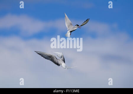 seeschwalbe, Vogel, arktisch, gemeinsam, Natur, Tierwelt, Tier, Sterna, weiß, Paradies, Flügel, Schnabel, rot, Fliege, blau, Seevögelmaus, Meer, Auge, w Stockfoto