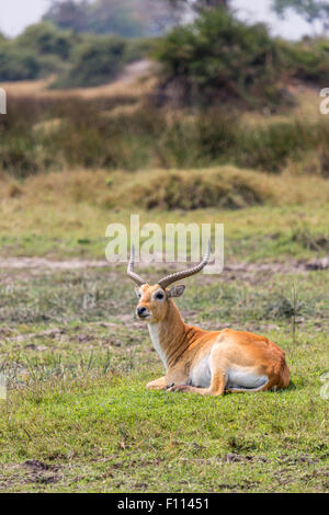 Afrikanische Tierwelt: männliche roten Letschwe (Kobus Leche) mit Hörnern in das Okavango Delta, Nord-Botswana, Südafrika, friedlich auf dem Boden liegend Stockfoto