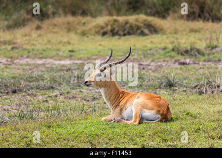 Afrikanische Tierwelt: männliche roten Letschwe (Kobus Leche) mit Hörnern in das Okavango Delta, Nord-Botswana, Südafrika, friedlich auf dem Boden liegend Stockfoto