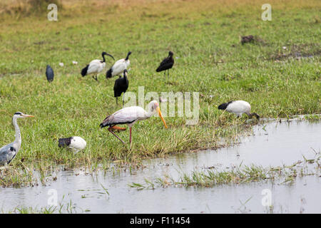 Vögel, darunter einen Yellow-billed Storch (Mycteria Ibis) in das Wasser Kante, Okavango Delta, Norden Botswana, Südafrika Stockfoto