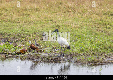 Schwarz / weiß afrikanische Sacred Ibis (Threskiornis Aethiopicus) an das Wasser Kante, Okavango Delta, Botswana, Südafrika Stockfoto