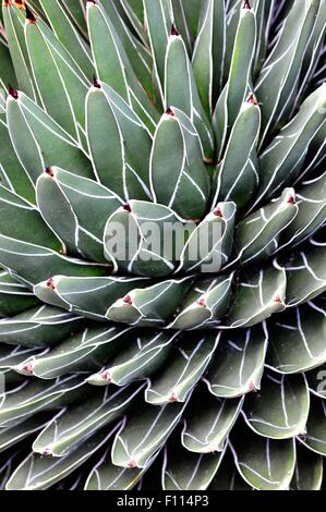 Agave Victoria-Reginae, Königin Victoria Agave, Royal Agave in Inverness Botanic Gardens (ehemals Floral Hall) Stockfoto