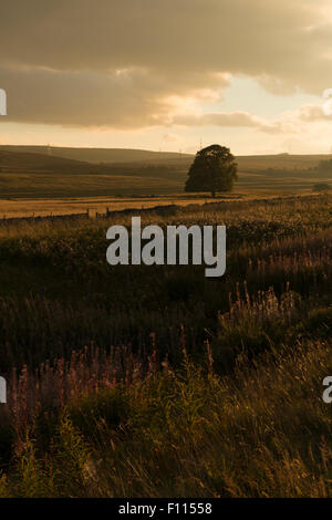 Einzelne Eiche in Highland Landschaft bei Sonnenuntergang, North Perthshire, Schottland, UK, Stockfoto