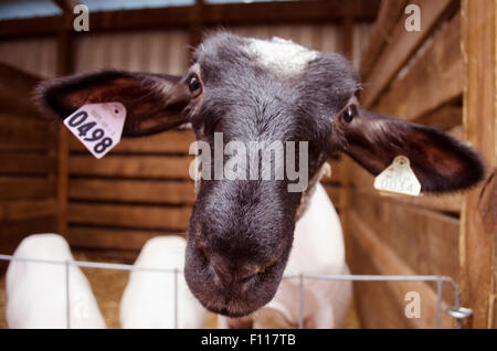 Verrückte Schafe in einen Stall an einen Jahrmarkt Vieh zeigen Stockfoto