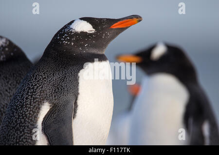 Gentoo Penguin/s am Strand. Falkland-Inseln. Stockfoto