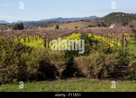 Blick vom Weinberg Trauben, Traubenmost, Wein, Weinberg, Weinberge, Frog's Leap Winery, Frog's Leap, Rutherford, Napa Valley, Napa County, Kalifornien Stockfoto