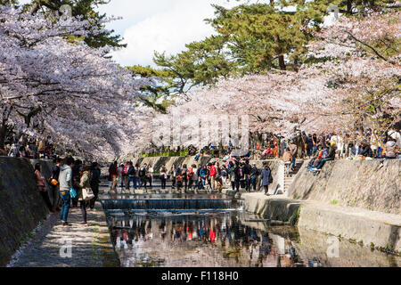 Kirschblüten Bäume in voller Blüte über dem kleinen Fluss Shukugawa, Nishinomiya, Japan. Besetzt mit Menschen mit Stepping Stones den Fluss zu überqueren. Stockfoto