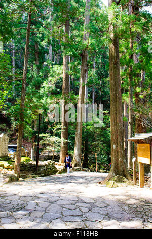 Japan, Nachikatsuura. Stein gepflasterten Eingang weg unter den hohen Bäumen des Urwaldes auf die Treppe, die zu den Nachi fällt und Hiro Schrein. Stockfoto