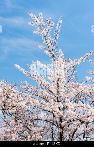 Japanische rosa Kirschblüten, Sakura, in voller Blüte gegen Boden zurück der blaue Himmel. Frühling. Stockfoto