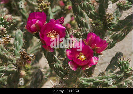 Blüten auf einem Cane Cholla (Cylindropuntia Imbricata) im Norden von New Mexico. Stockfoto