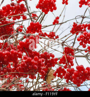 Viburnum Beeren im Herbst am Himmelshintergrund Stockfoto