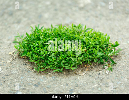 Stück von grünem Rasen auf dem Boden Stockfoto