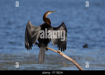 Erwachsenen afrikanischen Darter in der Zucht Gefieder thront in der Nähe von Wasser Stockfoto