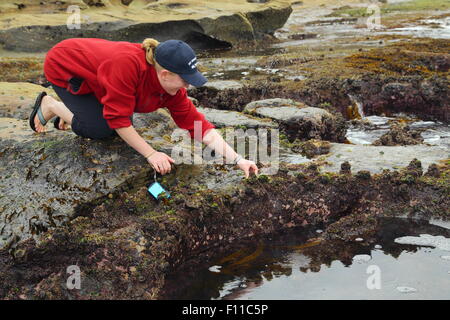 Eine blonde Dame in ihren Dreißigern berührt ein Seescheide und genießt gerade sie Spritzen Wasser unter einem Felsen-Pool am Pearl Beach, New South Wales. Stockfoto