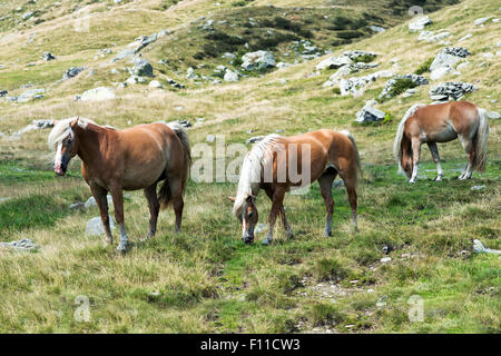 Kleine Herde wilder Pferde weiden auf einem steilen felsigen Berghang Stockfoto
