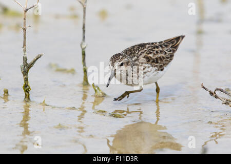 Wenigsten Sandpiper - Fütterung Calidris Minutilla Golfküste von Texas, USA BI027384 Stockfoto