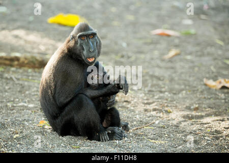 Porträt von Ape Monkey Celebes mit kleinen Baby Sulawesi crested schwarz Makaken, Takngkoko Nationalpark, Sulawesi, Indonesien Stockfoto