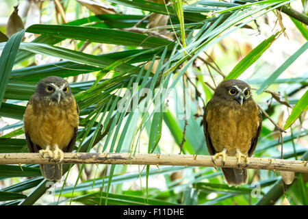 Ocker-bellied Boobook (Ninox auch) in Sulawesi, Indonesien, Tangkoko Nationalpark Stockfoto