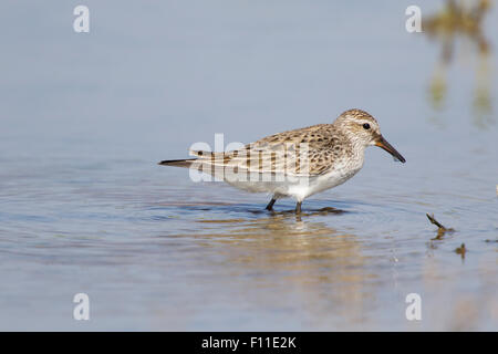 Weißes-rumped Strandläufer Calidris Fuscicollis Golfküste von Texas, USA BI027462 Stockfoto