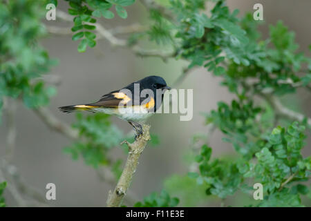 Amerikanische Redstart - männlich auf Frühling Migration Setophaga Ruticilla Golf Küste von Texas, USA BI027470 Stockfoto