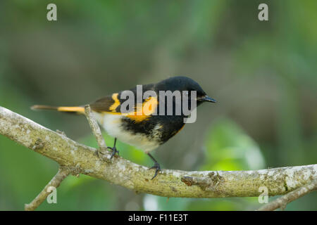 Amerikanische Redstart - männlich auf Frühling Migration Setophaga Ruticilla Golf Küste von Texas, USA BI027472 Stockfoto