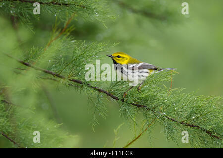 Schwarzer-Throated grüner Laubsänger - auf der Frühjahrszug Setophaga Virens Golf Küste von Texas, USA BI027492 Stockfoto