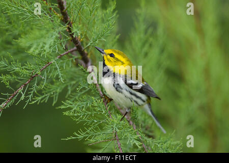 Schwarzer-Throated grüner Laubsänger - auf der Frühjahrszug Setophaga Virens Golf Küste von Texas, USA BI027498 Stockfoto