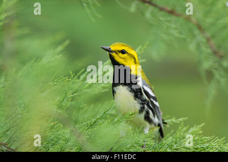Schwarzer-Throated grüner Laubsänger - auf der Frühjahrszug Setophaga Virens Golf Küste von Texas, USA BI027524 Stockfoto