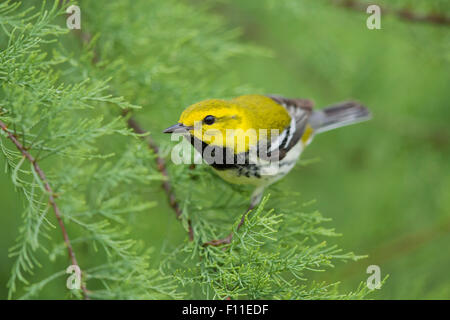 Schwarzer-Throated grüner Laubsänger - auf der Frühjahrszug Setophaga Virens Golf Küste von Texas, USA BI027525 Stockfoto