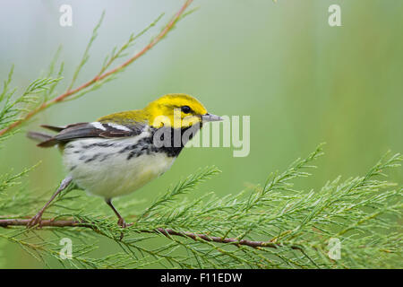 Schwarzer-Throated grüner Laubsänger - auf der Frühjahrszug Setophaga Virens Golf Küste von Texas, USA BI027533 Stockfoto