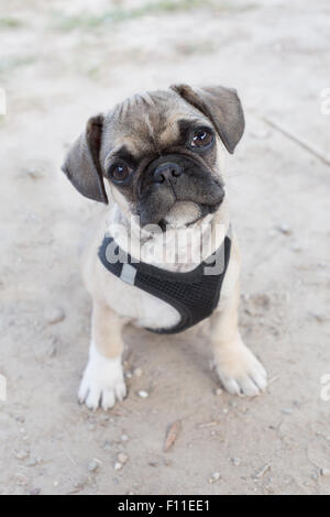 Französische Bulldogge und Mops Mischling Welpen Stockfoto