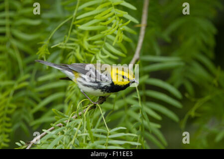 Schwarzer-Throated grüner Laubsänger - auf der Frühjahrszug Setophaga Virens Golf Küste von Texas, USA BI027534 Stockfoto