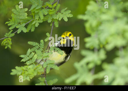 Schwarzer-Throated grüner Laubsänger - auf der Frühjahrszug Setophaga Virens Golf Küste von Texas, USA BI027537 Stockfoto