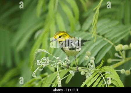 Schwarzer-Throated grüner Laubsänger - auf der Frühjahrszug Setophaga Virens Golf Küste von Texas, USA BI027540 Stockfoto