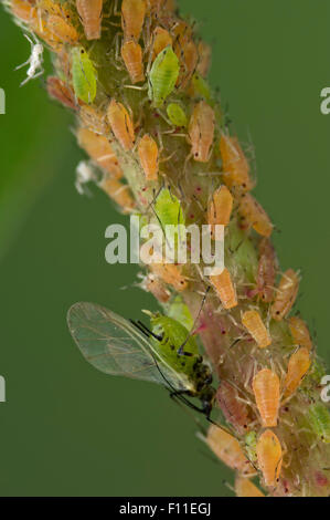 Rosen Blattläuse (Macrosiphum Rosae) - winged Erwachsenen und verschiedenen Farbformen der Nymphe Stockfoto