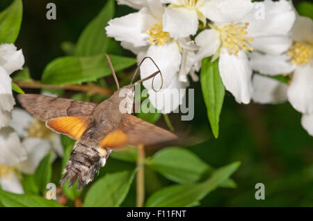 Kolibri Falke-Motte (Macroglossum Stellatarum) nähert sich eine Spirea (Spiraea) Blume, Baden-Württemberg, Deutschland Stockfoto