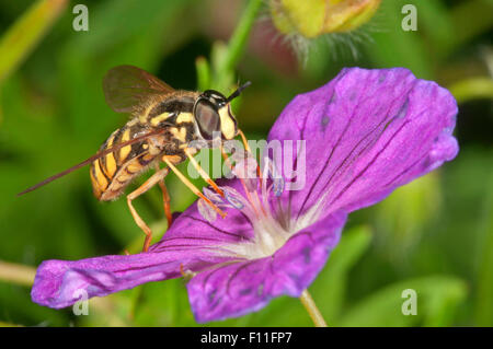 Hoverfly (Chrysotoxum Cautum), weibliche ernähren sich von Pollen aus einem blutigen des Krans-Rechnung (Geranium Sanguineum), Deutschland Stockfoto