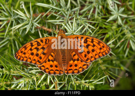 Hohe braune Fritillary (Fabriciana Adippe) Sonnenbaden auf dem Wacholder Busch in Degenfeld, Baden-Württemberg, Deutschland Stockfoto